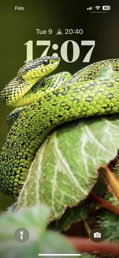 A green and black snake resting on a vibrant green leaf.