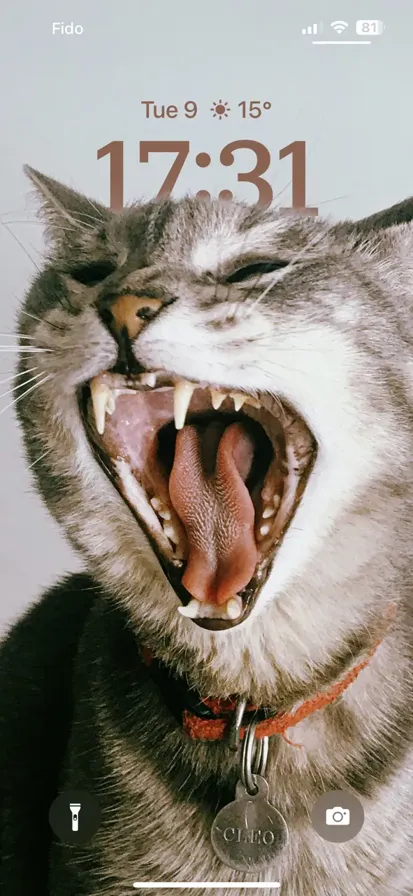 A grey and white cat with its mouth open
