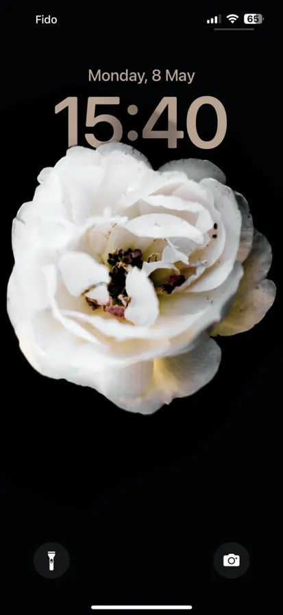 A macro shot of a white flower - depth effect wallpaper