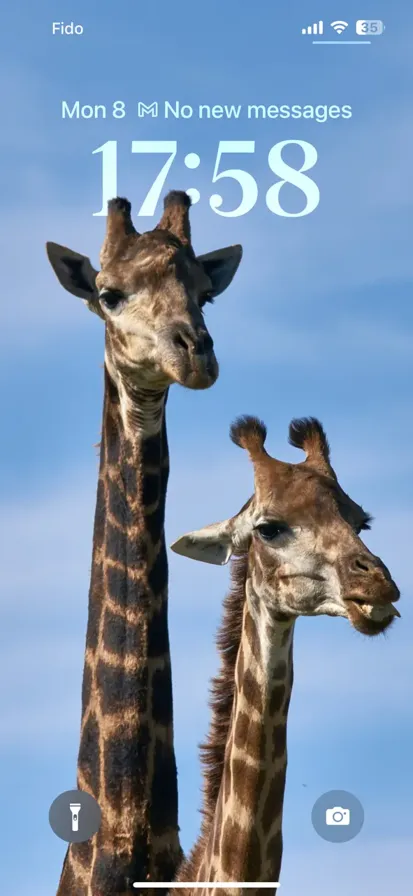 Two brown giraffes standing side by side with their heads held high against a blue sky.