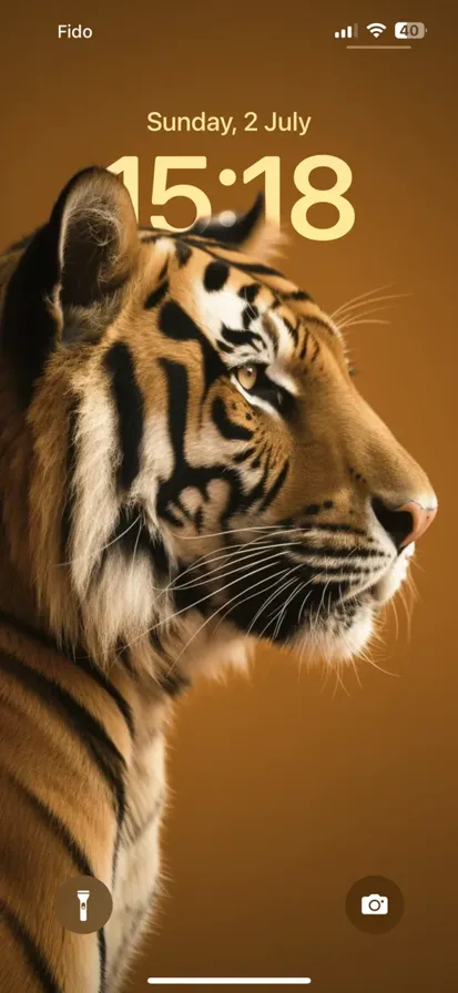 Tiger on a wide orange background