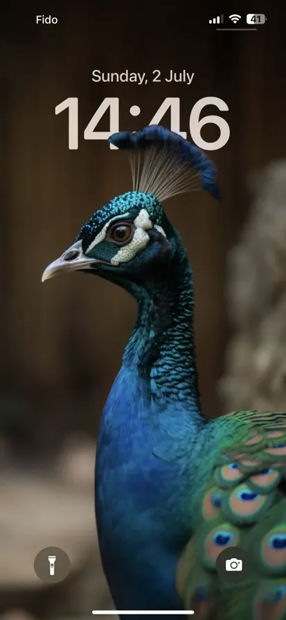 A peacock spreading its colorful feathers